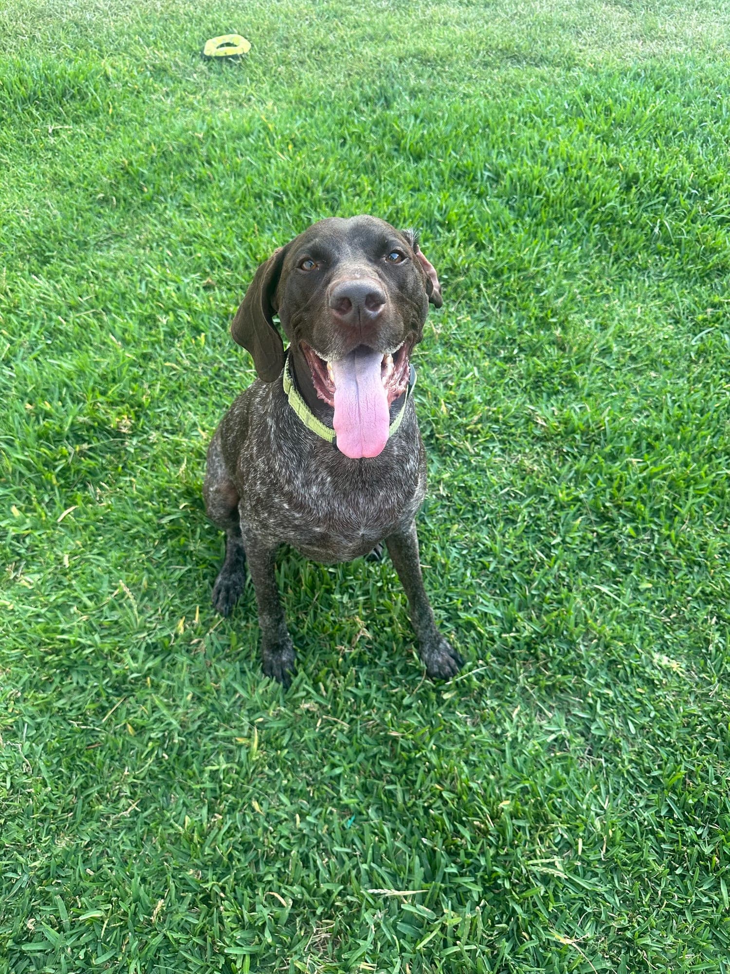 Happy dog in a freshly scooped Vero Beach backyard kept clean by Pupkept pet waste removal